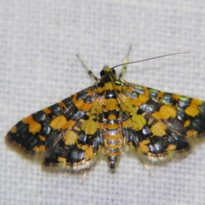 Unidentified Pyralid or Snout Moth (Pyralidae & Crambidae) at Good Night, QLD - 2 May 2009 by PJH123