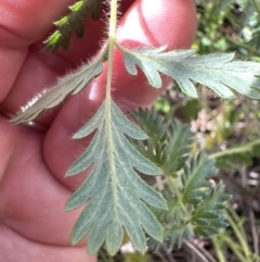 Acaena x ovina (Sheep's Burr) at Belconnen, ACT - 30 Sep 2023 by lbradley