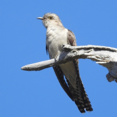 Cacomantis pallidus (Pallid Cuckoo) at Lions Youth Haven - Westwood Farm A.C.T. - 30 Sep 2023 by HelenCross
