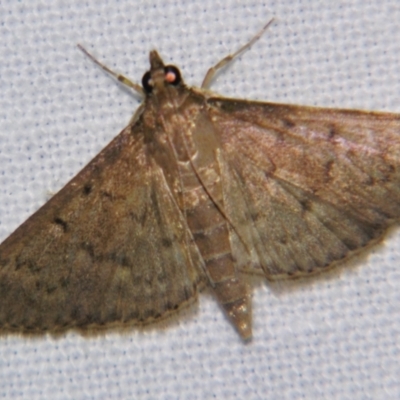 Unidentified Pyralid or Snout Moth (Pyralidae & Crambidae) at Good Night, QLD - 1 May 2009 by PJH123