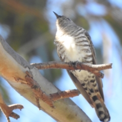 Chrysococcyx basalis (Horsfield's Bronze-Cuckoo) at Tuggeranong, ACT - 30 Sep 2023 by HelenCross