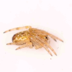 Unidentified Jumping or peacock spider (Salticidae) at Bruce, ACT - 22 Sep 2023 by ConBoekel