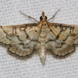Metasia delotypa at Good Night, QLD - suppressed