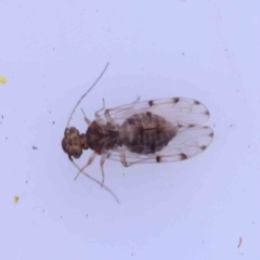 Ectopsocus sp. (genus) at Bruce, ACT - 22 Sep 2023 10:24 AM