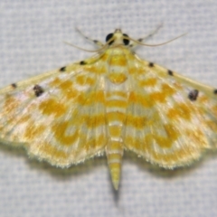Notarcha aurolinealis (A Crambid moth (Spilomelinae)) at Good Night, QLD - 1 May 2009 by PJH123