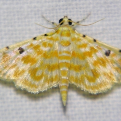 Unidentified Pyralid or Snout Moth (Pyralidae & Crambidae) at Good Night, QLD - 1 May 2009 by PJH123