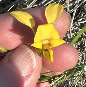 Diuris nigromontana at Cook, ACT - suppressed