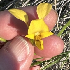 Diuris nigromontana (Black Mountain Leopard Orchid) at Belconnen, ACT - 30 Sep 2023 by lbradley