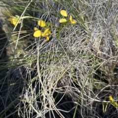 Diuris nigromontana at Cook, ACT - suppressed