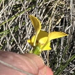 Diuris nigromontana at Cook, ACT - suppressed