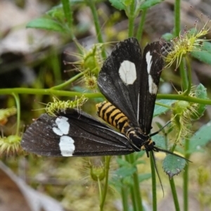 Nyctemera amicus at Glenroy, NSW - suppressed