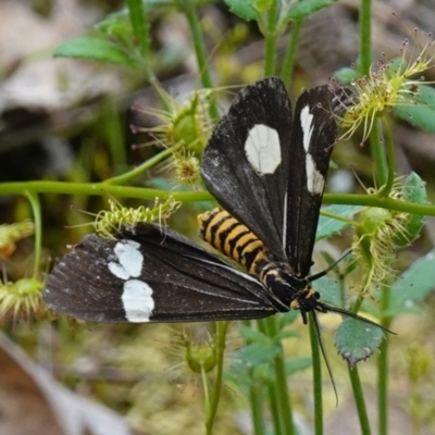 Nyctemera amicus (Senecio Moth, Magpie Moth, Cineraria Moth) at Glenroy, NSW - 19 Sep 2023 by RobG1