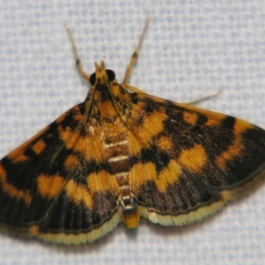 Omiodes diemenalis at Good Night, QLD - suppressed