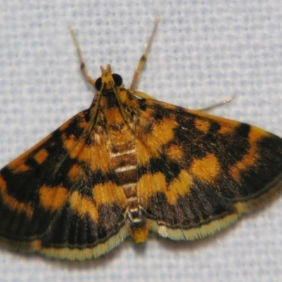 Omiodes diemenalis (Bean Leafroller) at Good Night, QLD - 1 May 2009 by PJH123
