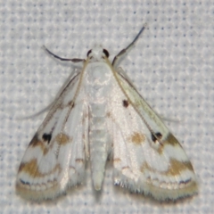 Unidentified Pyralid or Snout Moth (Pyralidae & Crambidae) at Good Night, QLD - 2 May 2009 by PJH123