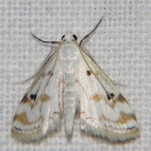 Parapoynx stagnalis at Good Night, QLD - suppressed