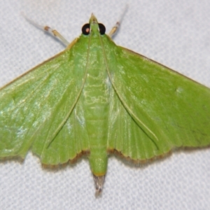 Parotis (genus) at suppressed - suppressed