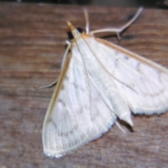 Unidentified Pyralid or Snout Moth (Pyralidae & Crambidae) at Good Night, QLD - 30 Sep 2023 by PJH123