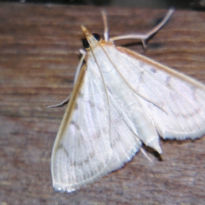 Unidentified Pyralid or Snout Moth (Pyralidae & Crambidae) by PJH123