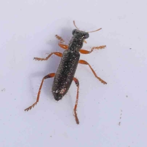 Lemidia subaenea at Bruce Ridge to Gossan Hill - 22 Sep 2023 10:17 AM