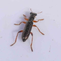 Eleale aspera (Clerid beetle) at Bruce Ridge to Gossan Hill - 22 Sep 2023 by ConBoekel