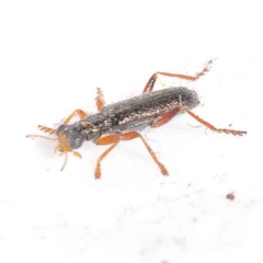 Lemidia subaenea at Bruce Ridge to Gossan Hill - 22 Sep 2023 10:17 AM