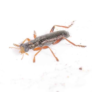 Lemidia subaenea at Bruce Ridge to Gossan Hill - 22 Sep 2023 10:17 AM