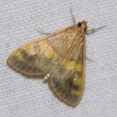 Unidentified Pyralid or Snout Moth (Pyralidae & Crambidae) at Good Night, QLD - 1 May 2009 by PJH123