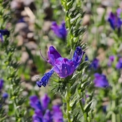 Echium plantagineum (Paterson's Curse) at Deua National Park - 29 Sep 2023 by Csteele4