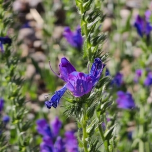 Echium plantagineum at Merricumbene, NSW - 29 Sep 2023