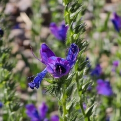 Echium plantagineum at Merricumbene, NSW - 29 Sep 2023 03:29 PM