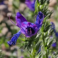 Echium plantagineum at Merricumbene, NSW - 29 Sep 2023