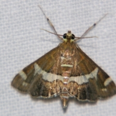Spoladea recurvalis (Beet Webworm) at Good Night, QLD - 2 May 2009 by PJH123