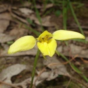 Diuris chryseopsis at Glenroy, NSW - suppressed