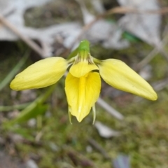 Diuris chryseopsis at Glenroy, NSW - suppressed