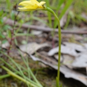 Diuris chryseopsis at Glenroy, NSW - suppressed