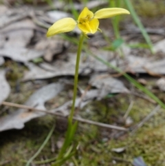 Diuris chryseopsis at Glenroy, NSW - suppressed