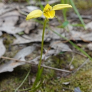 Diuris chryseopsis at Glenroy, NSW - suppressed