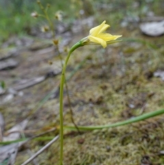 Diuris chryseopsis at Glenroy, NSW - suppressed
