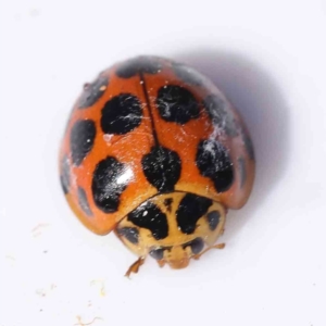 Harmonia conformis at Aranda, ACT - 22 Sep 2023