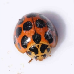 Harmonia conformis (Common Spotted Ladybird) at Bruce Ridge to Gossan Hill - 22 Sep 2023 by ConBoekel