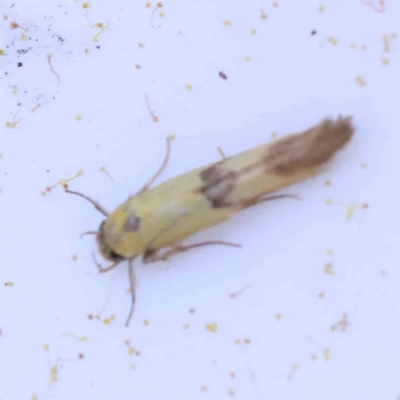 Stathmopoda crocophanes (Yellow Stathmopoda Moth) at Bruce, ACT - 22 Sep 2023 by ConBoekel