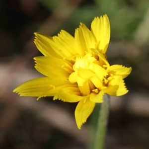 Microseris walteri at Bruce, ACT - 22 Sep 2023