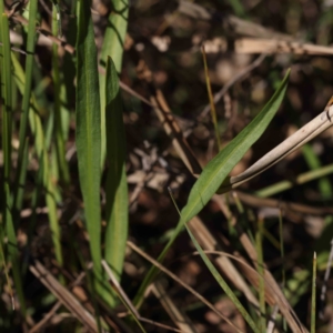 Microseris walteri at Bruce, ACT - 22 Sep 2023