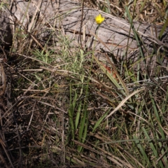 Microseris walteri at Bruce, ACT - 22 Sep 2023