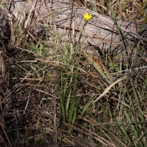 Microseris walteri at Bruce, ACT - 22 Sep 2023