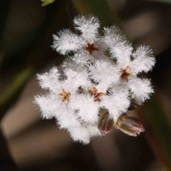 Leucopogon virgatus (Common Beard-heath) at Bruce Ridge - 22 Sep 2023 by ConBoekel