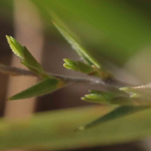 Leucopogon virgatus at Bruce, ACT - 22 Sep 2023 10:01 AM