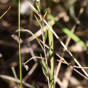 Leucopogon virgatus at Bruce, ACT - 22 Sep 2023