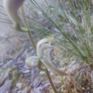 Caladenia sp. at Canberra Central, ACT - suppressed